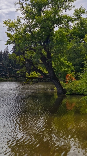 Labeška...