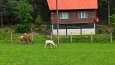 Ohrada s jeleny nad Velkými Karlovicemi.