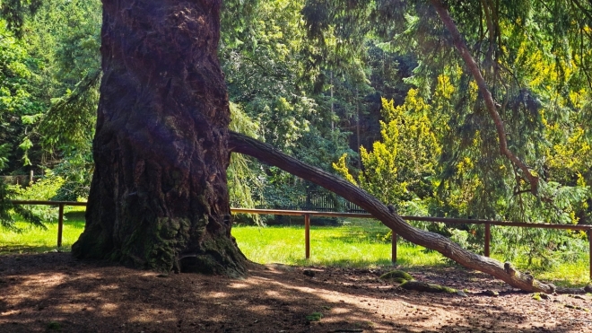 Douglaska tisolistá