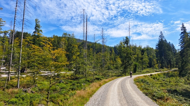 Smrkové lesy se teprve nyní stály cílem náletu kůrovce. Vidíme hodně suchých stromů, celé plochy mrtvého lesa. Tedy zdánlivě mrtvého.