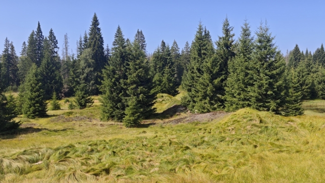 U Javoří Pily vidíme tzv. pinky. Valy vzniklé při středověké těžbě zlata.