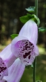 Náprstník digitalis.