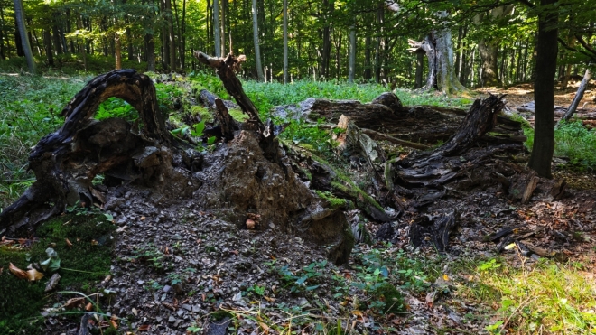Lesem stoupáme k vrcholu Vápenné...
