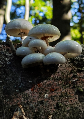 Slizečka porcelánová (Oudemansiella mucida) je jedlý druh houby, typický pro bukové lesy. 