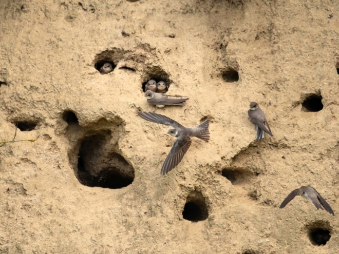 Břehule říční...