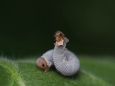 Larva (housenice) pilatky - pilenka vrbinová...