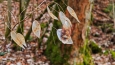 Měsíčnice roční (Lunaria annua) známá pod lidovým názvem penízky.