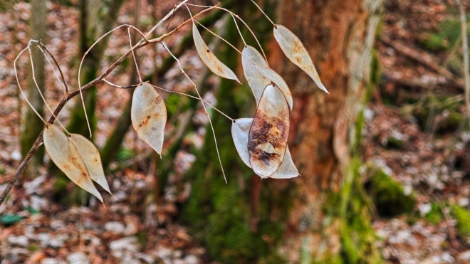 Měsíčnice roční (Lunaria annua) známá pod lidovým názvem penízky.