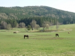 Koně v Hoslovicích