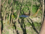 Novosedelský potok s blatouchy