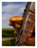 Fotografie